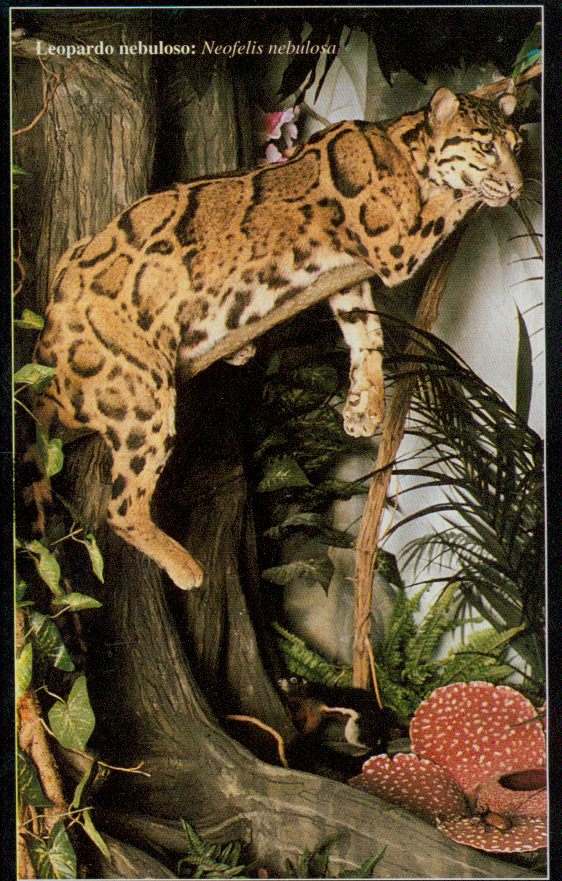 leopardo_nebuloso.jpg (92334 byte)